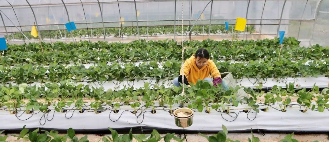 AI strawberries and blockchain chicken: how digital agriculture could rescue global food security